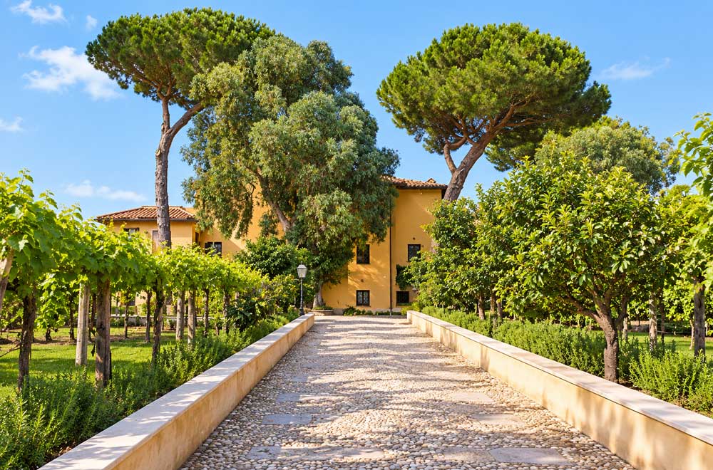 Viale d'ingresso tra filari di vite e alberi da frutto verso il casale