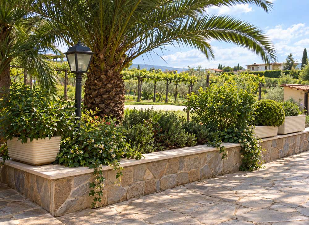 Giardino con palma e aiuole in pietra, sullo sfondo il vigneto